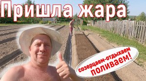 Жара в деревне. Огород, сезон 2025 год.