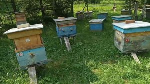 Заказы на плодных маток ЛУНЦ.  89089143938  ватсап . пишите .