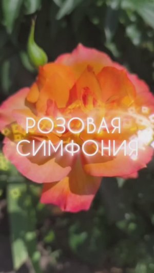 Розовая симфония. Аффирмации,  #душадух #любовь #стихи #аффирмациянаизобилие #вселеннаяя