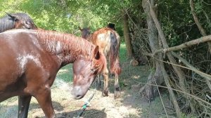 Жара, лошади купаются!