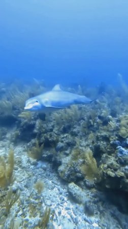 Знакомство с дельфином на дне моря
