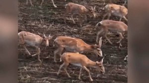 Сайгаки вытаптывают целые поля и уничтожают посевы в Саратовской области