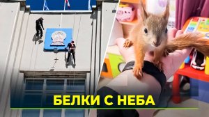 В Ноябрьске случился белкопад