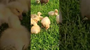 А мы живем в деревне не скучаем!!!