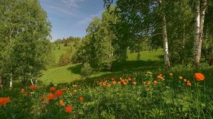 Россия, нет тебя родней..