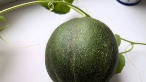 Дыня сорт Лолита созревает в квартире