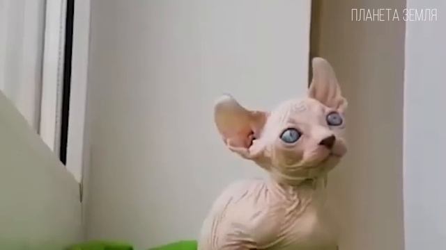 Сфинкс Кошка-Друг  Интересные факты про сфинкса