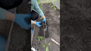 Что делать, если рассада вытянулась?