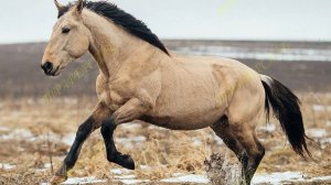 5388-2 В любительский спорт
