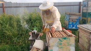 Наращивание пчёл на основной медосбор