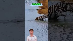 QLzjUU3-_5k - ＊＊＂Defying the Depths： The Zebra's Daring Escape＂＊＊ #shorts #animals #wildlife