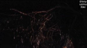 Финист сарлочин  Финист Ясный сокол 1975 uzbek tilida o'zbek ozbek re