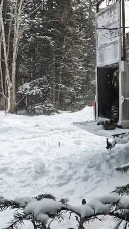 Отловленный Амурский тигр отпущен на свободу