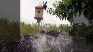 video_2025-06-10_10-04-10