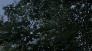 Ночной исцеляющий болезни ночной лес