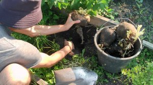 Выращивание микрозелени из своих семян. Посадка редиса Санго, Ред коралл и корнеплодов на семена.