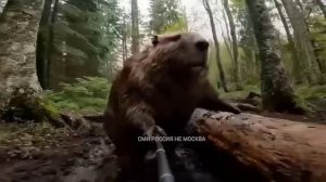 Бобер  kurwa  блогер. Жизнь бобров. Нейросеть)