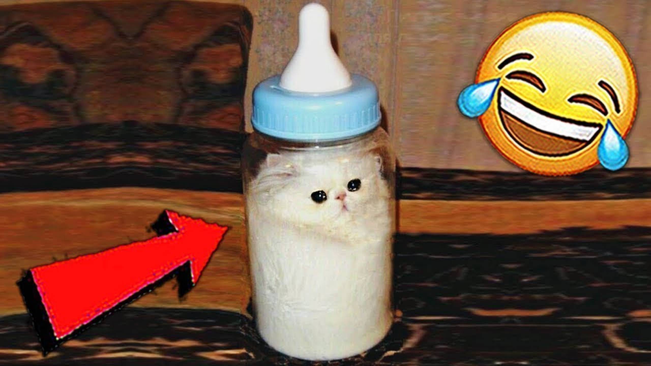 Приколы с котами! Смешные коты - Самые смешные животные С ОЗВУЧКОЙ! Ржака!!