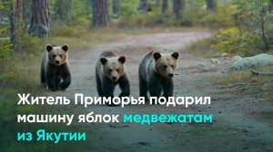 Житель Приморья подарил машину яблок медвежатам из Якутии