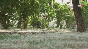 Улицы российских городов покрылись толстым слоем пуха / События на ТВЦ