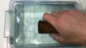 Секрет разведения и выращивания анциструса. Как нерес