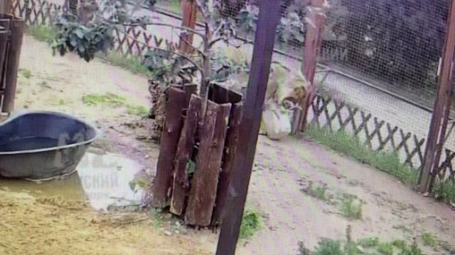 Ты мне понравился. Погуляем. Мы желаем счастья вам...