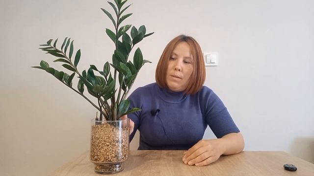 МОЖНО ли ВОССТАНОВИТЬ СМОРЩЕННЫЙ рахис у замиокулька? смотреть онлайн