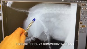 Собака Нипа, диагностировали вывих ТБС.
