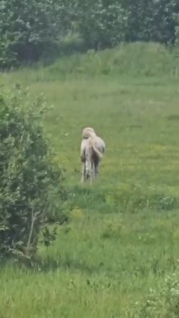 🐪В одном из московских парков на прогулку вышел верблюд🐪