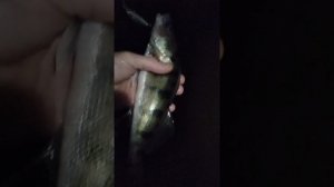 Судак и берш ночью на воблер