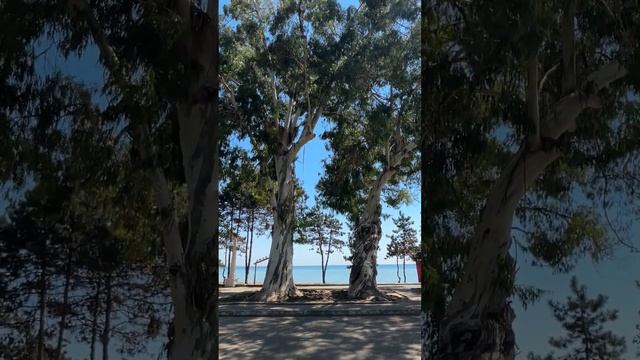 Из Иркутска до столицы Абхазии.