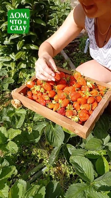 КЛУБНИКА В САДУ! #shorts #сад #garden #дача #огород #клубника #я смотреть онлайн