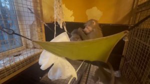 Друзья, сегодня Международный ДЕНЬ ОБЕЗЬЯН! Я поздравляю нас всех, обезьянозависимых