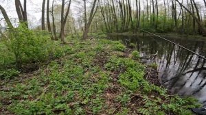 Рыбалка под деревьями — тут рыбы ВАГОН! Секретное место, где клюёт без остановки | Лето 2025