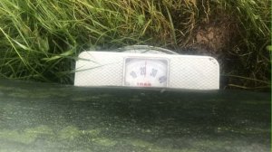 Тыква "Канадская"