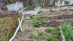 Моя заброшенная дача. Первая посадка. Сделала теплицу