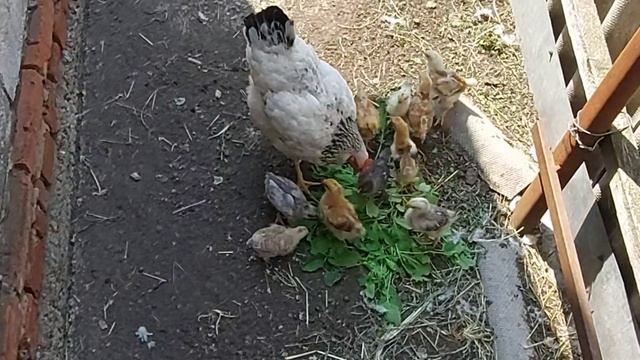 ИМ КОМФОРТНО ТОЛЬКО НА РЫНКЕ...что-то пошло не так 😍
