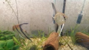 Скалярки многоженцы😂