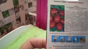 Купила ТОМАТЫ сорта СЛИВКА ШОКОЛАДНАЯ!!! СВЕТЛЯЧОК Меш