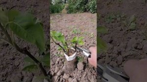 Прививка озимой груши