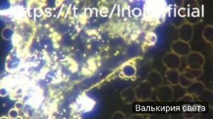 Химтрейлы-не теория заговора.