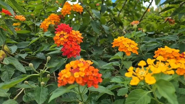 Обнаружив у себя на даче мужа с любовницей жена не ста