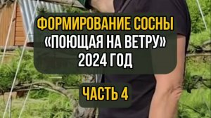 Формирование сосны "Поющая на ветру" 2024 год. Часть 4