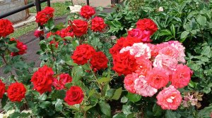 Прогулка очень красивая и розы❤️👍#прогулка #розы
