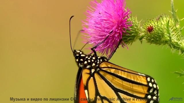 Музыка, синхронизирующая ваши мозговые волны - научный прорыв! - In Tandem -- Ketsa -- Darkness and
