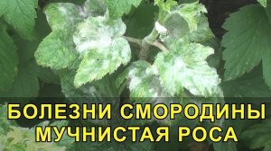 БОЛЕЗНИ СМОРОДИНЫ, Мучнистая Роса на Смородине. МЕРЫ БОРЬБЫ