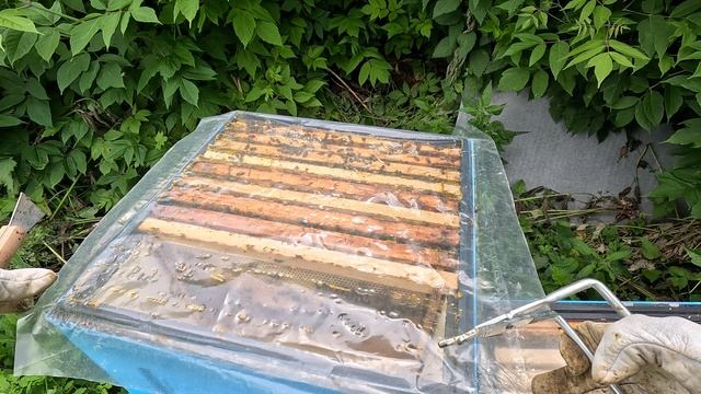 2025-06-12 Пчёлы. Карника - поздно создаю отводки  - 1 из 3