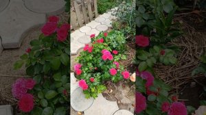 Одинаковые розы: Мона Лиза и Ред Леонардо Да Винчи 🤷