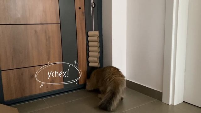 DIY игрушки для кошки: башня из втулок смотреть онлайн