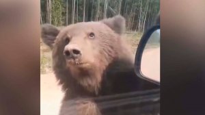 Медведь попытался залезть в автомобиль на водительское место во Владивостоке